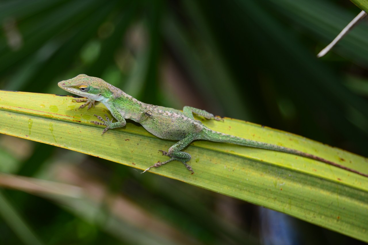 Anolis carolinensis